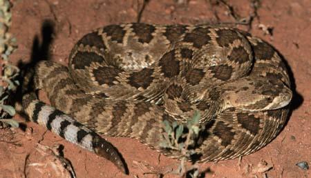 Mojave Green Rattlesnake in Arizona